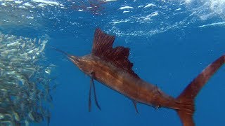 Sailfish Are Master Hunters  Planet Earth  BBC Earth [upl. by Hedwig244]