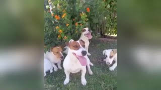 Jugando al frisbee con mi Jack Russell Terrier [upl. by Seidnac405]