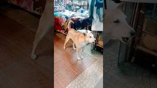 Dog bark song shot dog music short viral trending shortfeed [upl. by Horten102]