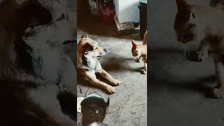 Dog annoyed by a cat😂😂😂 dog funnyanimlas funnycatvids catsanddogs everyonehighlights [upl. by Renato132]