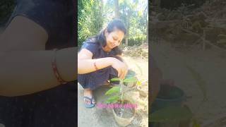 How to grow Tez patta bay leaf  bay leaf plant propagation  gardening bayleaf [upl. by Anayit]