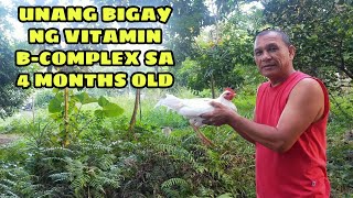 UNANG BIGAY NG VITAMIN BCOMPLEX SA 4 MONTHS OLD  BALERIANS GAMEYARD [upl. by Greenlee316]