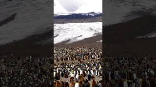 How Penguins Hunt Like Ninjasquot OceanLife PenguinHunting [upl. by Tamsky]