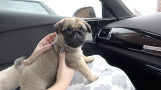 Bringing Winston Home  8 Week Old Pug Puppy [upl. by Akirrehs]