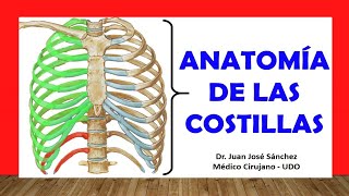 🥇 Anatomía de las COSTILLAS Rápida Fácil y Sencilla [upl. by Keener]