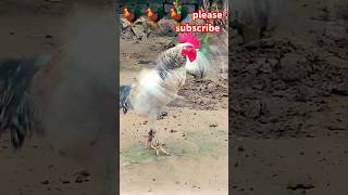 Aseel murga fight versus turkey bird shorts roo rooster aseelmurgalover birds jagiot549 [upl. by Delanty]