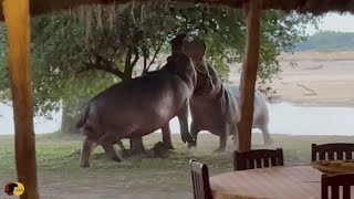 Angry Hippos Fight INSIDE PRIVATE CAMP [upl. by Even]