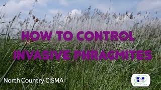 How to Control Invasive Phragmites [upl. by Treblih]