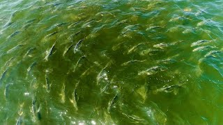 Jack Crevalle Feeding FRENZY Jetty Fishing [upl. by Arianne]