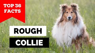 99 of Rough Collie Owners Dont Know This [upl. by Eneluj]