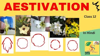 Types of Aestivation Aestivation types in flowers  in Hindi CBSE [upl. by Ellekcir]