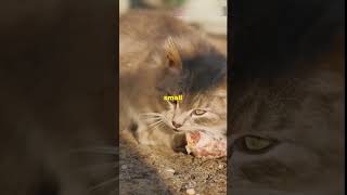 Meet Oliver The Bagel Bandit Cat cat catadventures catventures catvideos catheart [upl. by Atinet]