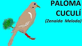 PALOMA CUCULÍ Zenaida meloda [upl. by Madelon]