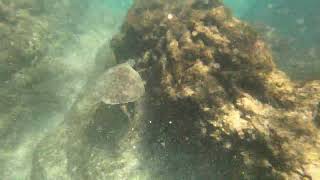 Snorkeling Hawaii [upl. by Demaria]