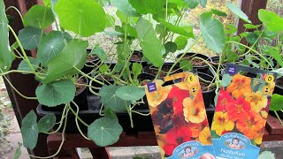 How to grow nasturtium from seeds tips and advice [upl. by Marnie]