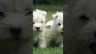 Playful Cairn Terrier Puppies [upl. by Avuha602]