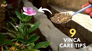 Top 9 Vinca Plant Care Tips for Lots of Flowers APPLY NOW [upl. by Tracey]