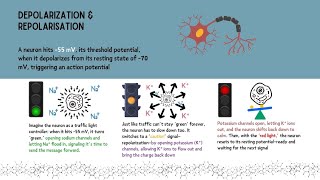 Resting Membrane Potential and Action Potentials Introduction Insights for Anesthesiologists [upl. by Ahsito]