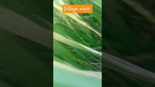 siddhu moose wala 😭 New song village ❤️ [upl. by Terti372]