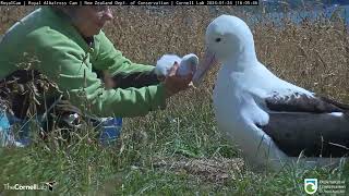 Royal Albatross Hatchling Gets A Weight Check From Rangers In New Zealand  DOC  Cornell Lab [upl. by O'Meara]