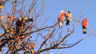 Chirping Galahs at ease in the wild [upl. by Geordie]