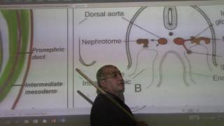 Development of kidneys and ureters part 1 by DrWahdan [upl. by Kenzi]