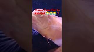 😢🐠Albino oscar fish ko kat liya gaya hai 😭😭😭❓ albinooscar albino oscar shortsfeed shortsviral [upl. by Eleets]