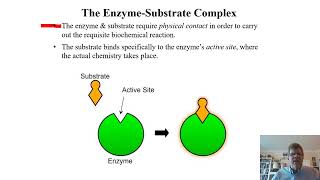 Biochemistry Lecture 8 [upl. by Annaitat]