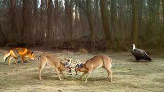 PA Trail Cam Bucks Coyote Fox Raccoons and more [upl. by Eecart305]