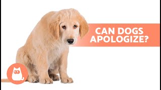 How Do DOGS SAY SORRY to HUMANS 🐶🙏🏻  Doggy Apologies [upl. by Einnaffit338]