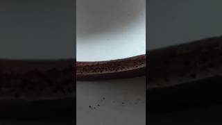 Comment préparer une génoise au chocolat 😜😜😜food cuisine viralvideo millionaire cake chocolate [upl. by Aimahc]