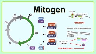 mitogen [upl. by Nylzor143]