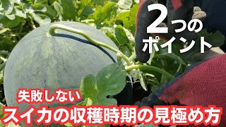 スイカの収穫時期を確実に見極める為の２つのポイント【栽培歴２０年以上】【簡単】【ブラックボンバー】2023年7月24日 [upl. by Bahr736]