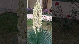 Yucca gloriosa mazzalitaom samarkand uzbekistan [upl. by Christy696]