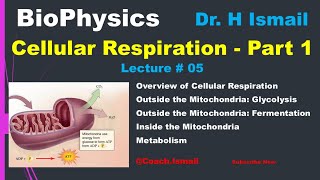 Cellular Respiration  Glycolysis  Citric Acid Cycle  Electron Transport Chain  NADH  Biophysics [upl. by Millman]