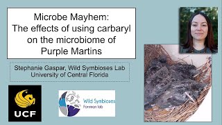 Microbe mayhem The effects of using carbaryl on the microbiome of Purple Martins [upl. by Ocirderf]