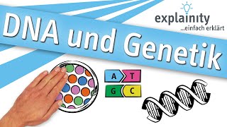 DNA und Genetik einfach erklärt explainity® Erklärvideo [upl. by Ael]