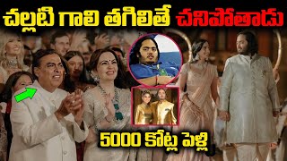 Anant Ambani Wedding అంబానీ పెళ్ళి 🙏 Mukesh Ambani Son Marriage  Ambani Wedding [upl. by Terrene]