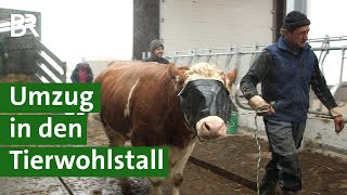 Mehr Tierwohl für Kühe Umzug von der Anbindehaltung in den Kompostierungsstall  Unser Land  BR [upl. by Eedebez]