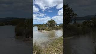 ニュージーランド北島の北🇳🇿 ホキアンガ地方の海 マングローブ Mangrove forest in Hokianga Far North New Zealand [upl. by Sherr72]