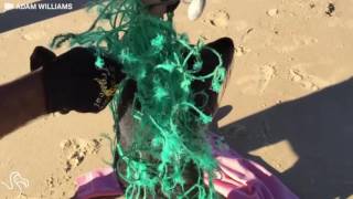 Baby Seal Tangled In Net Gets Returned To The Ocean [upl. by Geldens]