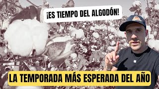 ¡Defoliación de Algodón Preparándonos para la Gran Cosecha  Sorteo de Gorras AgroMenón Exclusivas [upl. by Bradman844]