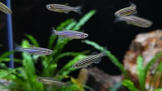 Danio rerio wild bij Aquarium Speciaalzaak Utaka [upl. by Ludlew]