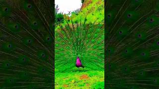 Peacock dance birds trending birds danceshow beautiful ytshortsindia ytviral ytshortsvideo [upl. by Grodin]