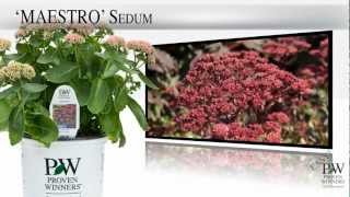 Proven Winners® Gardener Channel Proven Winners® Maestro Sedum [upl. by Hbahsur]