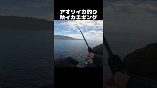 【秋イカ】アオリイカが釣れる瞬間！秋エギングヒットシーン fishing shorts エギング アオリイカ [upl. by Allehcim]