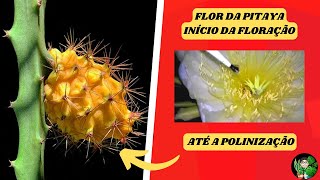 PITAYA  FLORAÇÃO E POLINIZAÇÃO [upl. by Annil]