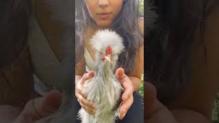 Meet Jack Injured Chicken Recovers chicken homestead cuteanimals cute [upl. by Hiram]