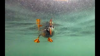 Puffins amp Guillemots Underwater Farne Islands UK [upl. by Cassilda]