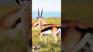 Lovely Moments of Thomsons Gazelle 📹 [upl. by Younglove91]